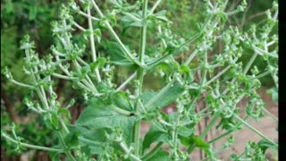 chia ( Salvia hispanica ) serve para ajuda a controlar a diabetes