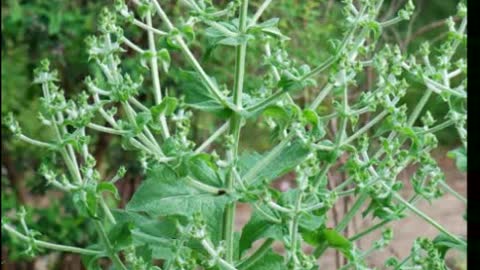 chia ( Salvia hispanica ) serve para ajuda a controlar a diabetes