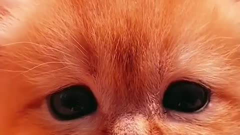 CUTE CAT