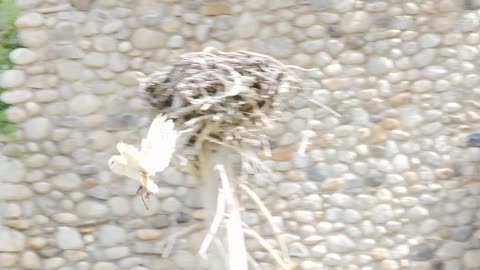 Cool Slow Motion Shot Of A Barn Owl Flying Through The Air