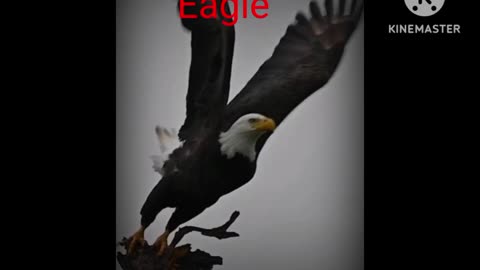 #eagle trending fighting