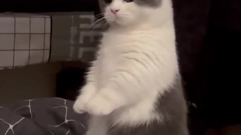 cat funny🐈🐈🐈🐈🐈🐈🐈🐈🐈🐈https://shrinke.me/fID5u9Wy