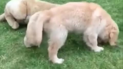 Funny and Cute Golden Retriever Puppy