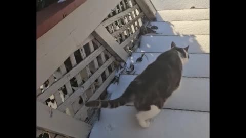 Mr. Rocky The Cat Explores Ice With Ice Avalanche