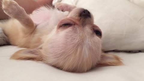 Puppy loves to sleep on his back