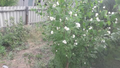 Jasmine bloomed