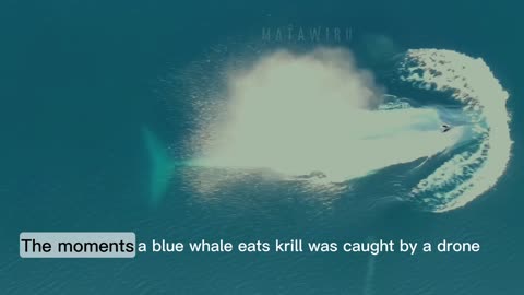 the moments a blue whale eats krill by drone