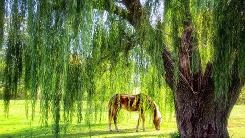 This Old Tree - A music video