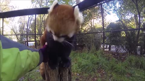 Red Pandas Are Adorable