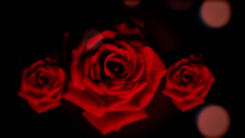 red tone rose flower wedding love background video