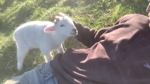 Cute lamb needs attention