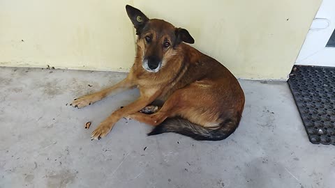 Dog sadly waiting for someone to feed her🐶