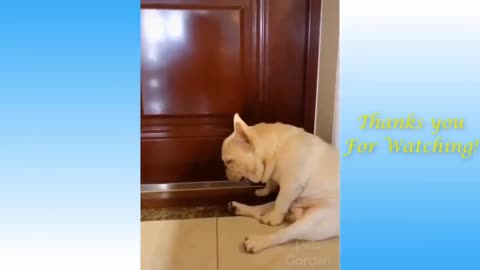 Funniest Animals - Best Of The Funny Animal Videos.. 🤣🐶