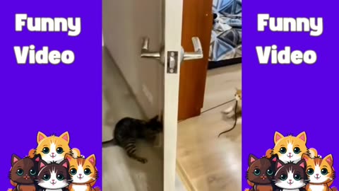 Funny video|cute cats| Hilarious pet video |funny animal video