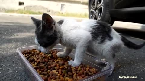 How to Tame a Feral Scared Kitten