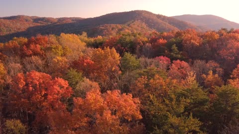 Autumn forest with relaxing music!