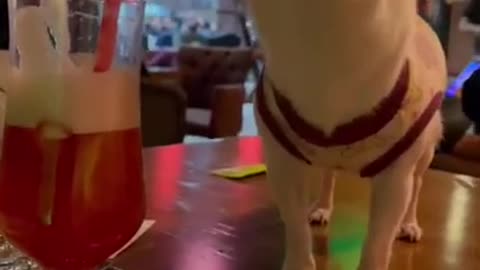 Smart dog want to drink cocktail