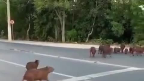 Capybaras waiting for the traffic, then crossing the road in Brazil