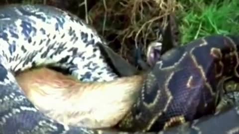 Scene of boa constrictor feeding on antelope