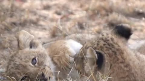 wildlife photographer captures cubs playfully annoying baby loin