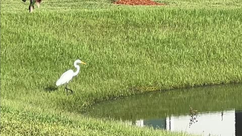 Birds of Lake Greer: 9-7-2024