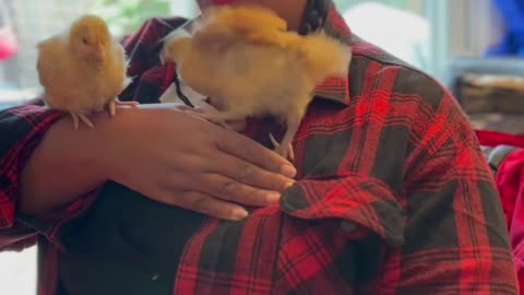 Chicken Whisperer-Singing Diva #shorts