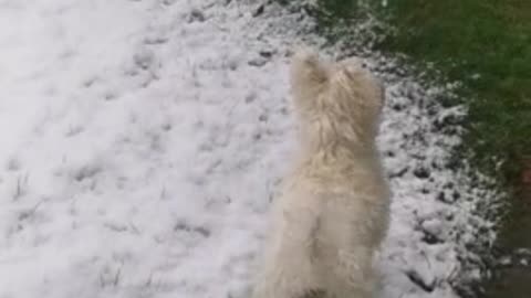 Adorable puppy sees snow for the very first time