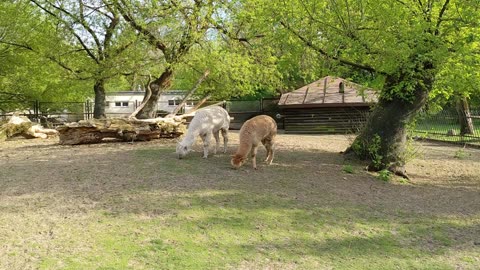 I showed a little about the animals and birds of the forest