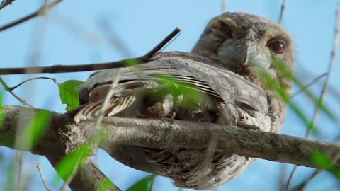 The magic of the Steve Irwin Wildlife Reserve | Wildlife Warriors Missions