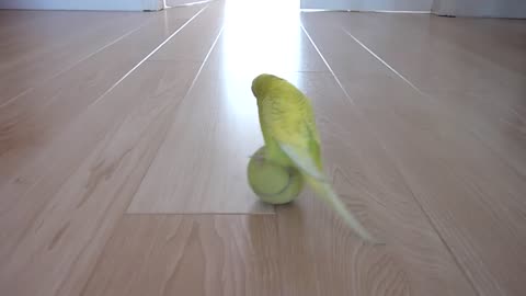 Budgie playing with ball 🏀