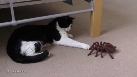 Cat Vs Giant Spider (Tarantula) RC