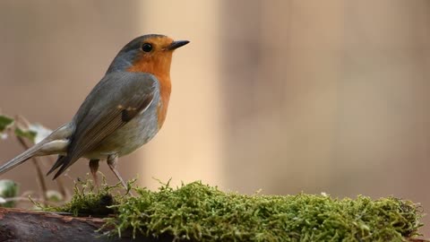 robin bird forest