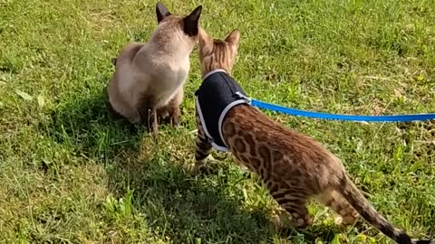 Bengal kitten steps outside in nature for the first time