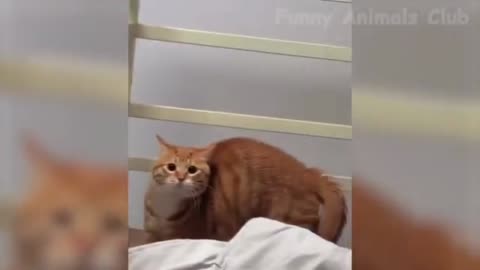 Funny cat video