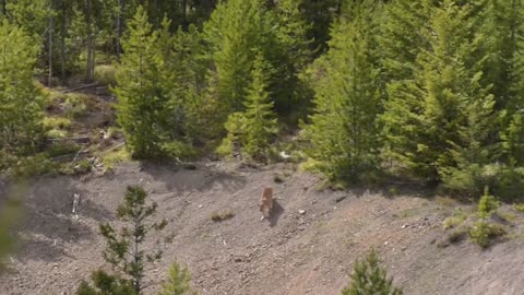 Lions is King But Fail! Mother Bear Save Her Baby From Puma Hunting, Giraffe vs Lions