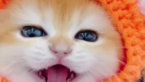 Cute cat video