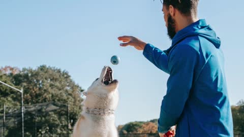 🐶Quer saber como adestrar seu cão com apenas 20 minutos por dia?🐶