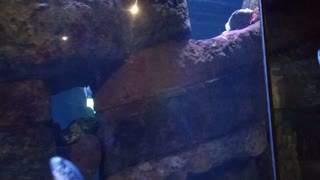 Henry Doorly Zoo Aquarium