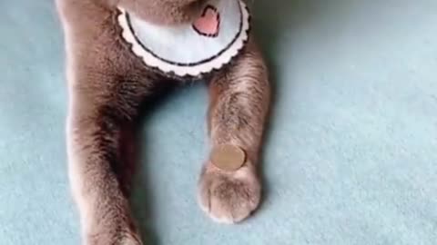 Flip Coin Kitties