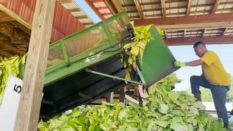 It's harvest season for Tobacco, Cotton and Peanuts in Northampton and Halifax Counties!