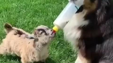 Dog feeding baby goat is the best thing you'll see today.