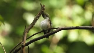 Ruby-throated Hummingbird