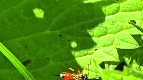 Cryptinae on a leaf / Beautiful colorful insect in nature.