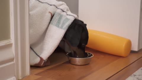 Crusoe Dachshund Scared of Thunderstorm! Hides in Closet!