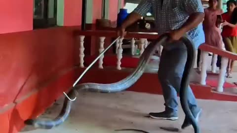 A huge King cobra hiding in a car in India, safely rescued and released!