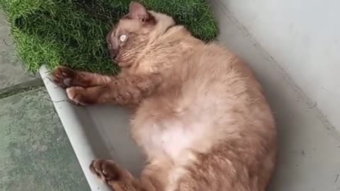 Compilation funny & cute cat