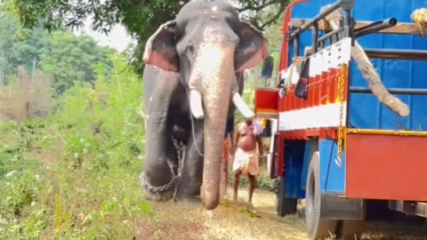 Kumki Elephant 🐘