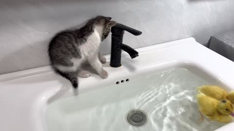 The duckling invited the kitten to swim and bathe