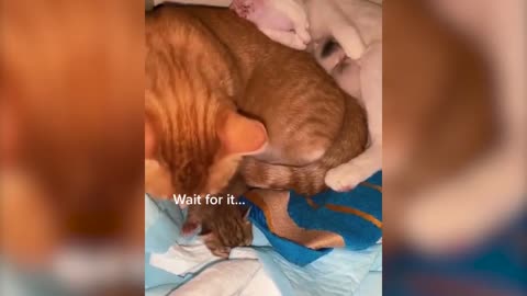 Cat and Dog Best Friends: Heartwarming Moments Caught on Camera