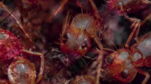 Do Ants Have HOSPITALS? This Insect Behavior Will BLOW YOUR MIND! Shocking Discovery!